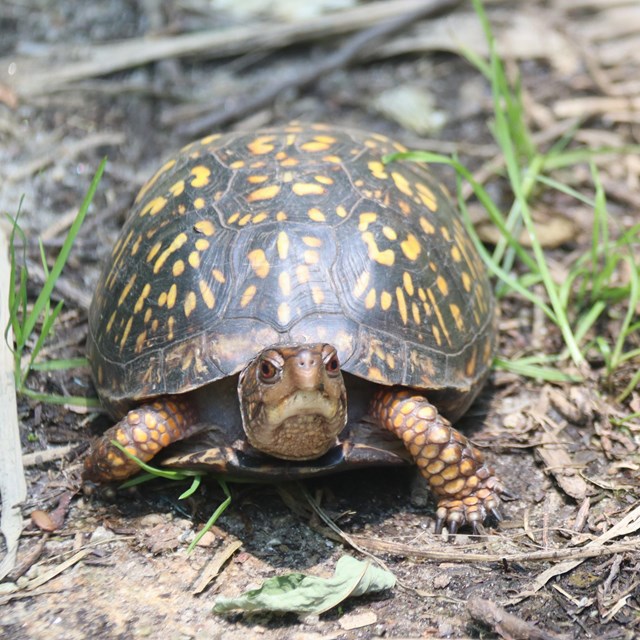 Eastern box turtle standing on a dirt path.