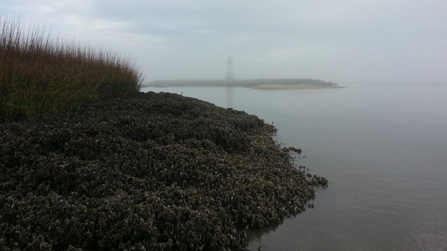 Coast of an island with oyster shells along the edge and Spartina alterniflora further inland.