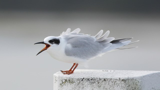 Learn about the different species of birds found in Fort Pulaski