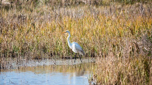 A white egret standing in water surrounded by grass. 
