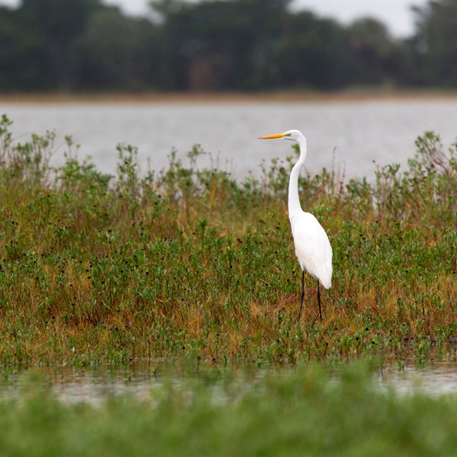 An Egret enjoys the marsh of Cockspur Island. 