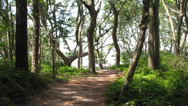 A bare trail through a wooded area leading to a waterfront