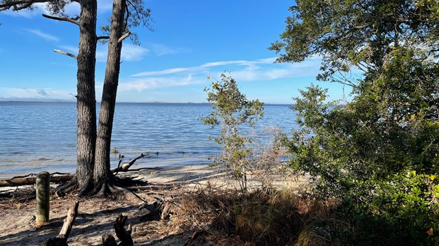 A body of water with a shoreline dotted with pine trees