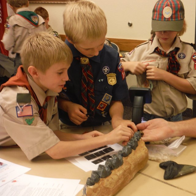 scouts looking at fossils