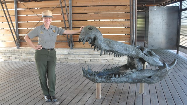 park ranger standing next to a model of a fossil crocodile skull