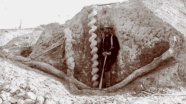 historic photo of man standing with a spiral fossil burrow 