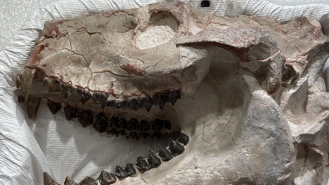 photo of a dinosaur skull