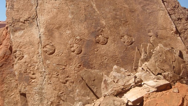 Photo of a dinosaur trackway