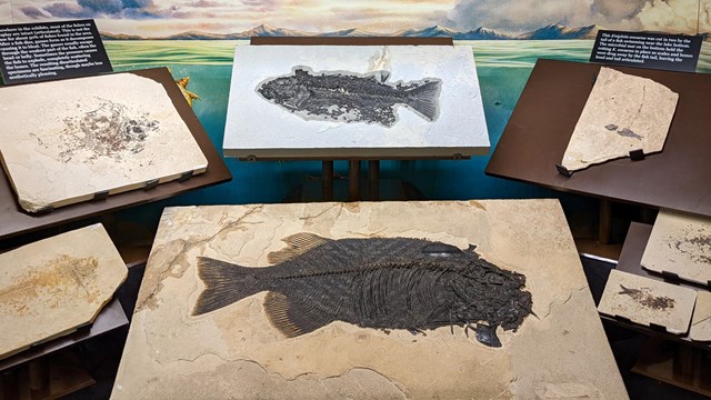 Photo of a collection of fossil fishes in a visitor center exhibit