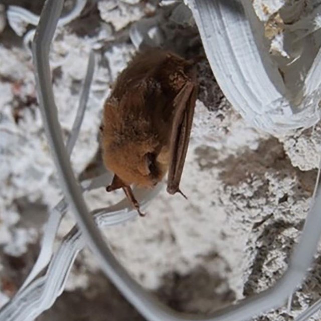 photo of a fossil bat