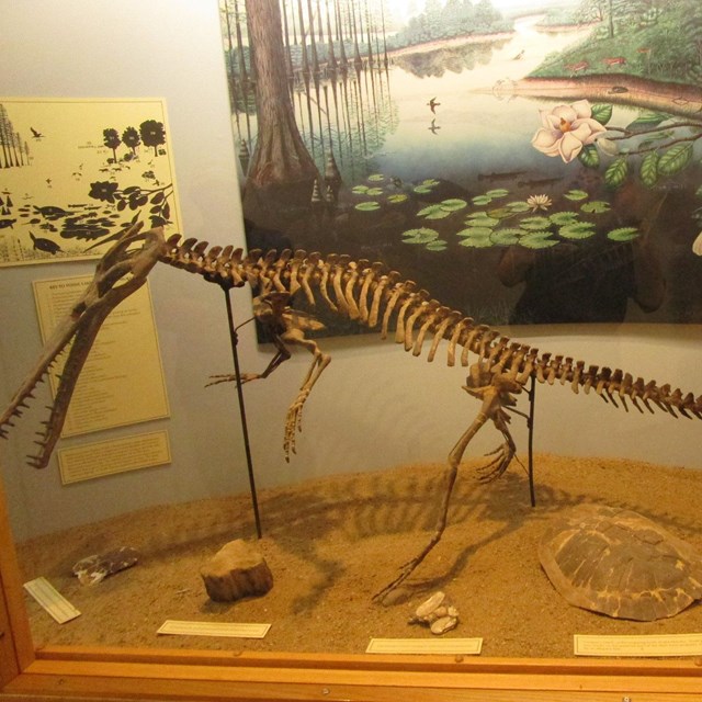 Photo of a fossil skeleton in a visitor center.