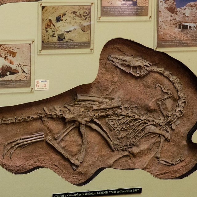 Photo of a fossil display.