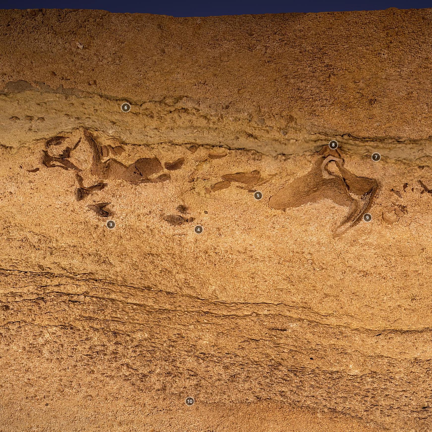 fossils in a cave wall