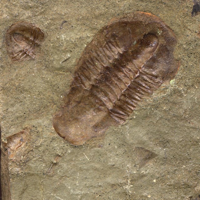 Photo of a trilobite fossil.