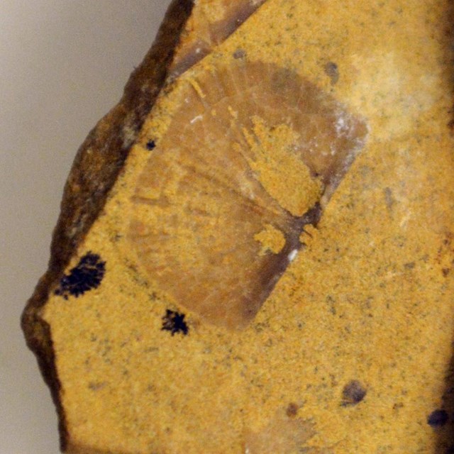 Photo of a fossil shell.