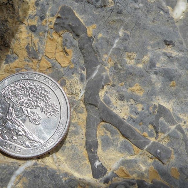 Photo of a small, branched fossil.