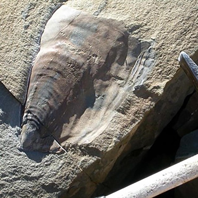 Photo of a fossil shell.