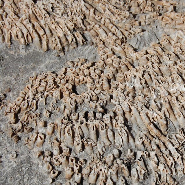 Photo of a fossil coral.