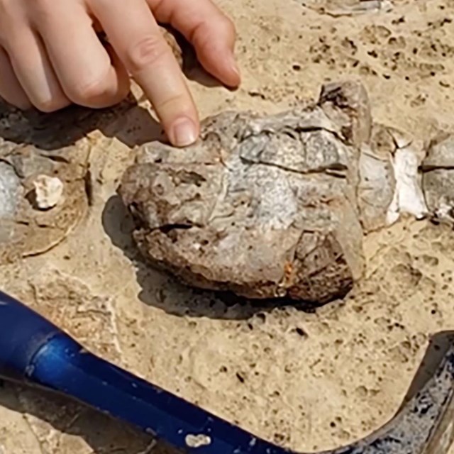 Photo of a fossil sponge with a person's hand and a rock hammer.