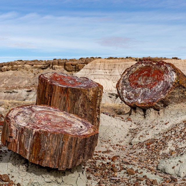 Photo of petrified wood as logs on a hillslope