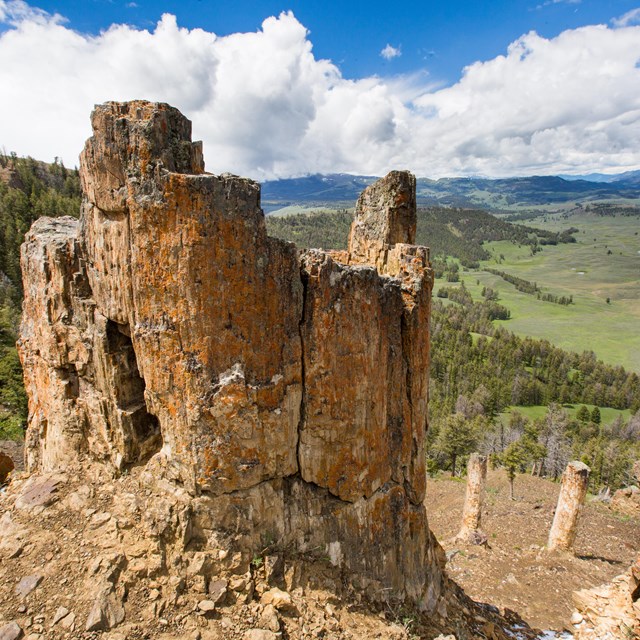 petrified tree stumps