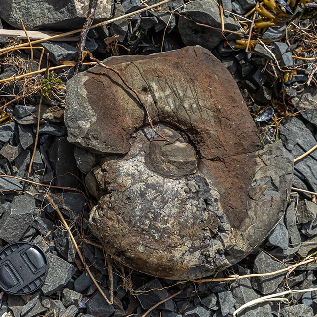 fossil ammonite