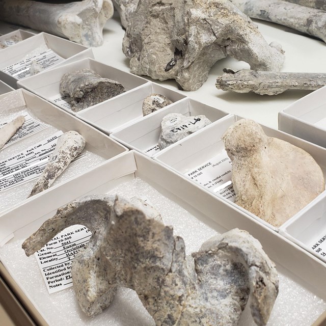 Photo of a collection of small fossils in a drawer.