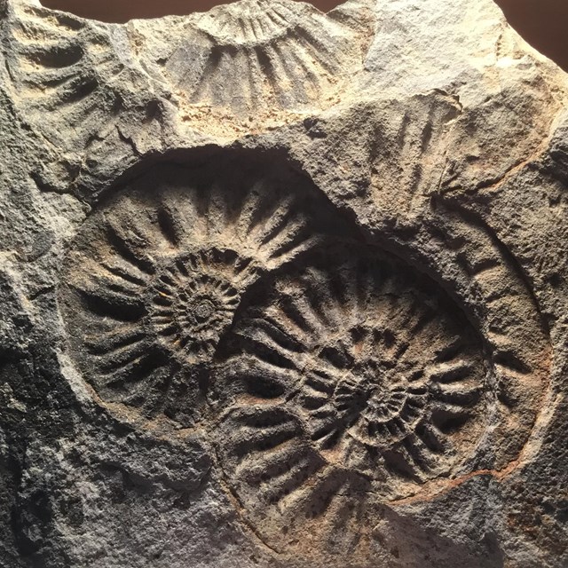 Photo of spiral shell fossils.