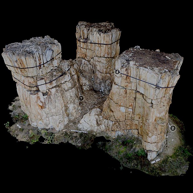 Image of a 3d model of fossil tree stumps.