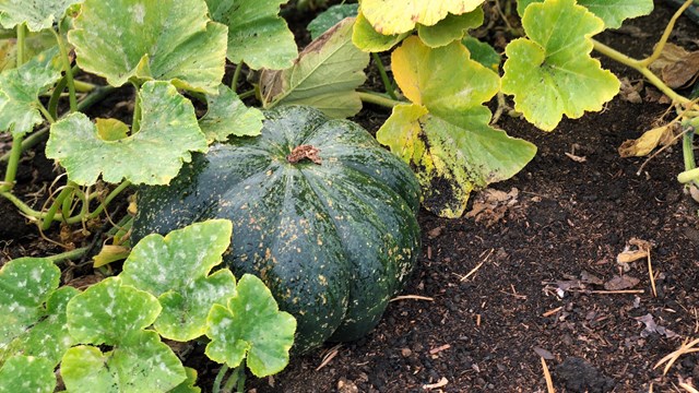 A photo of green squash growing in the Fort Vancouver garden.
