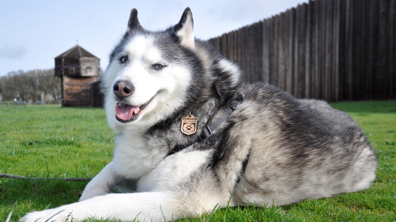 A white and grey husky sits on the grass near Fort Vancouver.