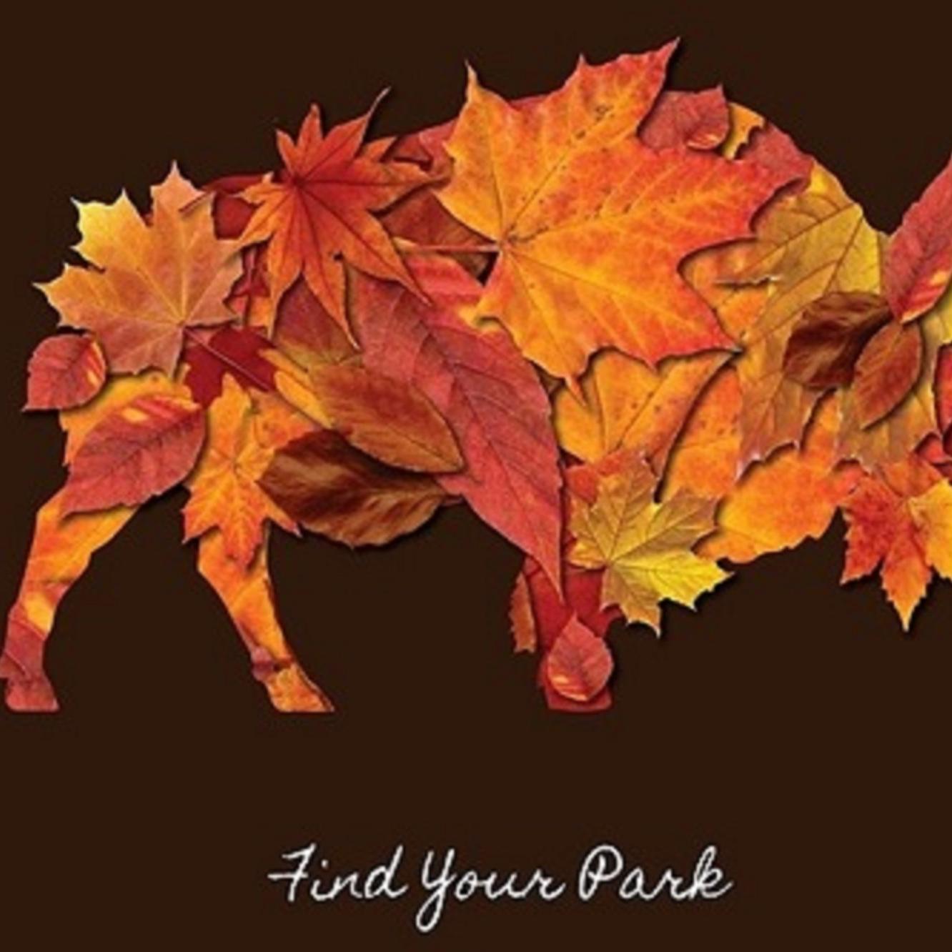 Red and orange leaves make up shape of bison. 