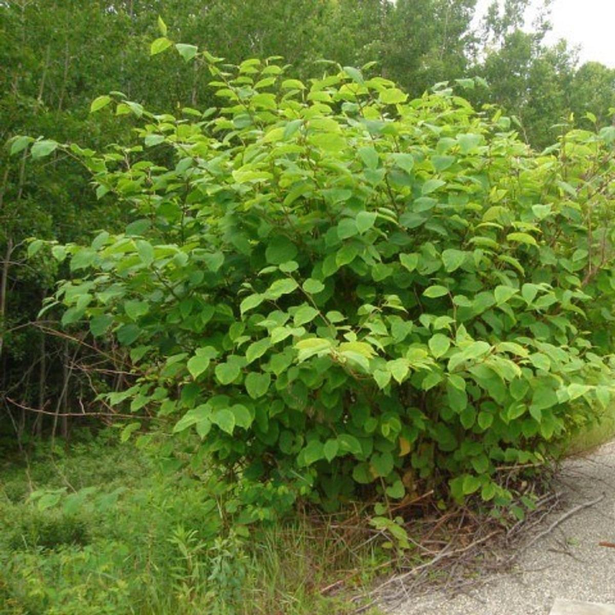 Large bush of green flowers