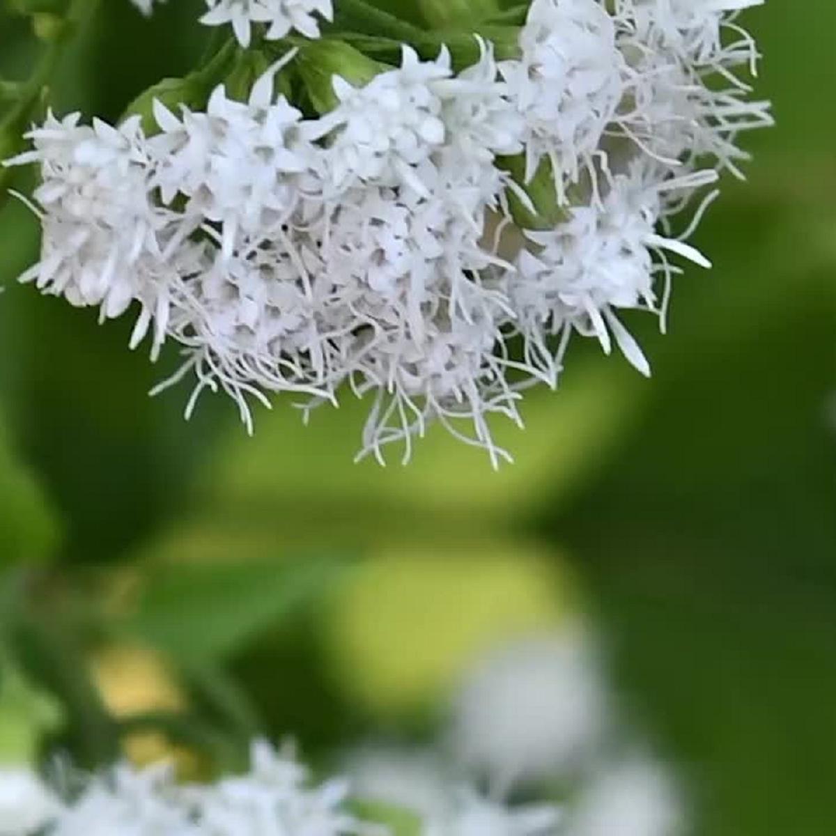 Small white flowers on green leaves. 