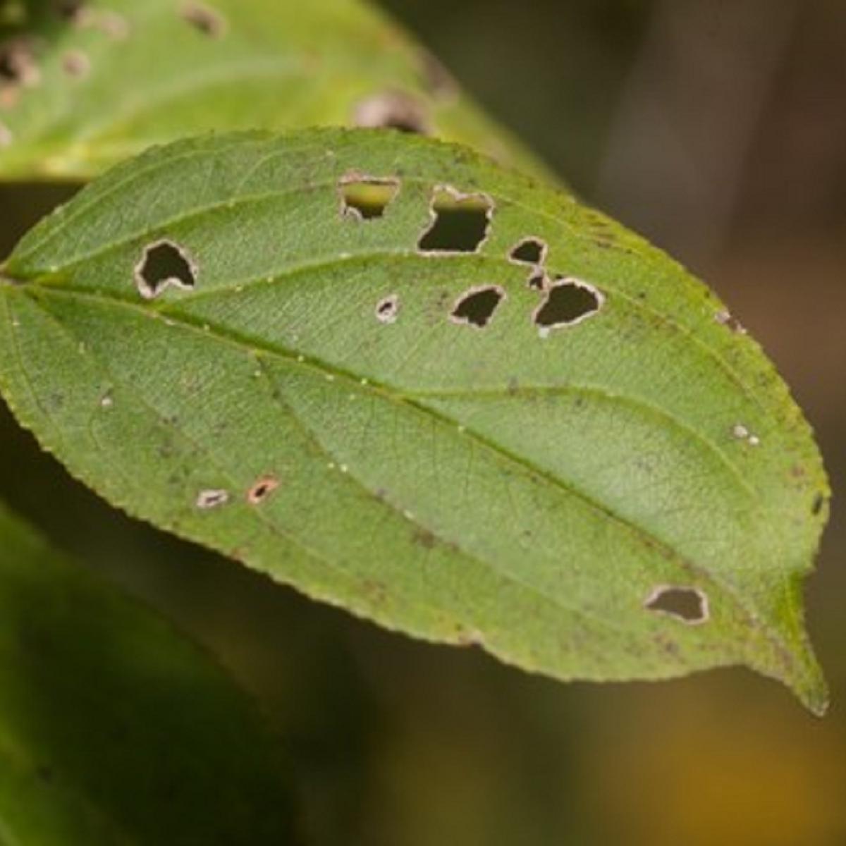 Green circular leaf with holes chewed out.