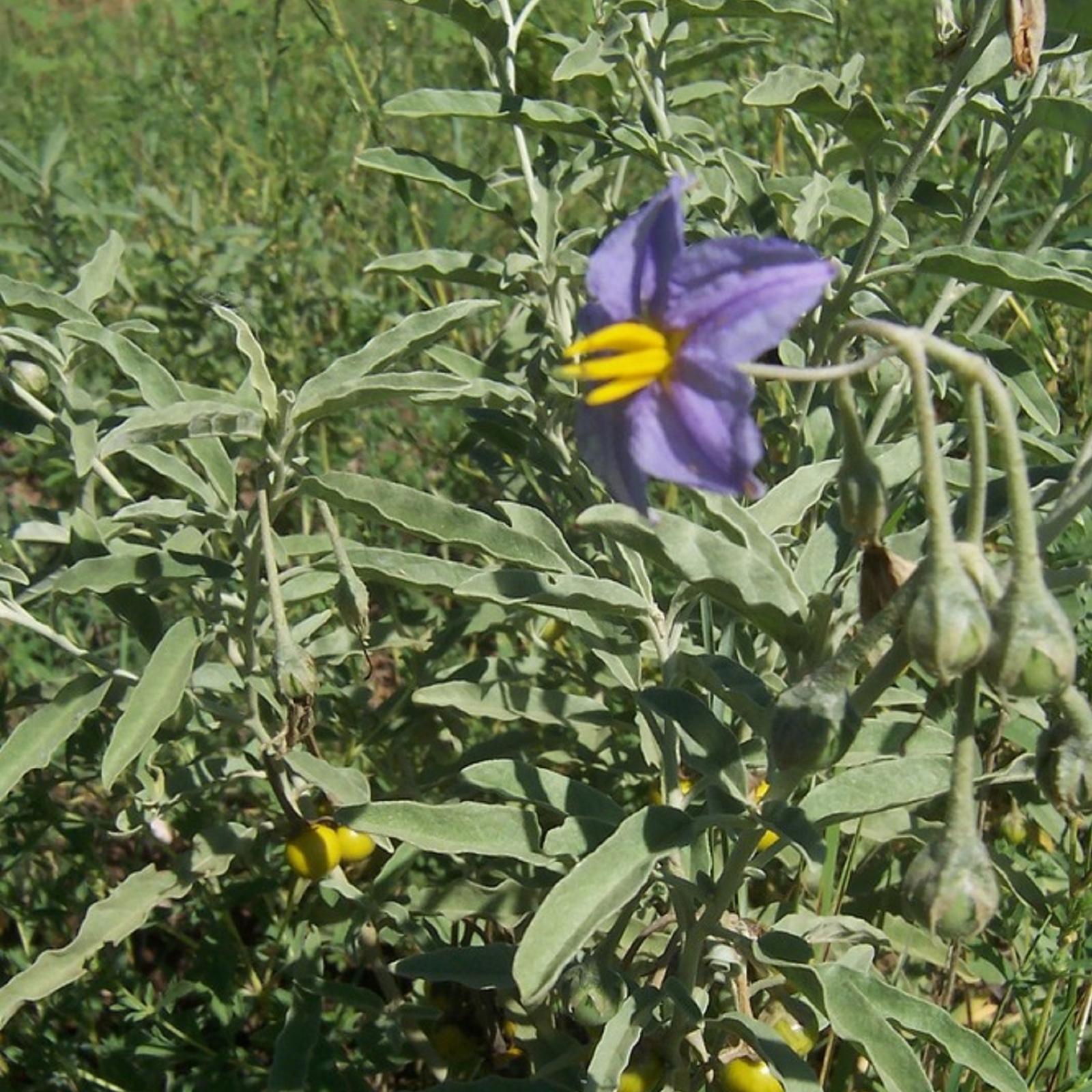 Purple flower in the middle of many green leaves