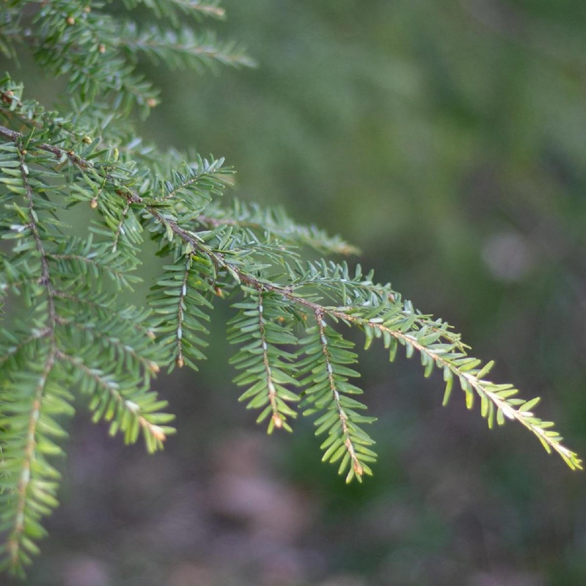 Close up of leaves