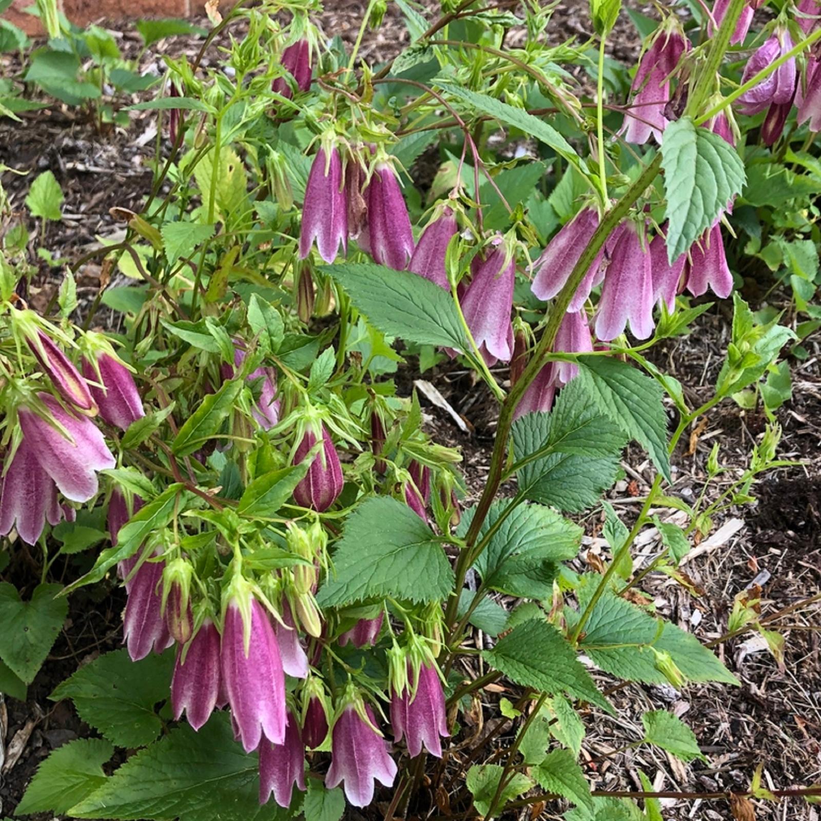 Drooping purple flowers on green leaves. 