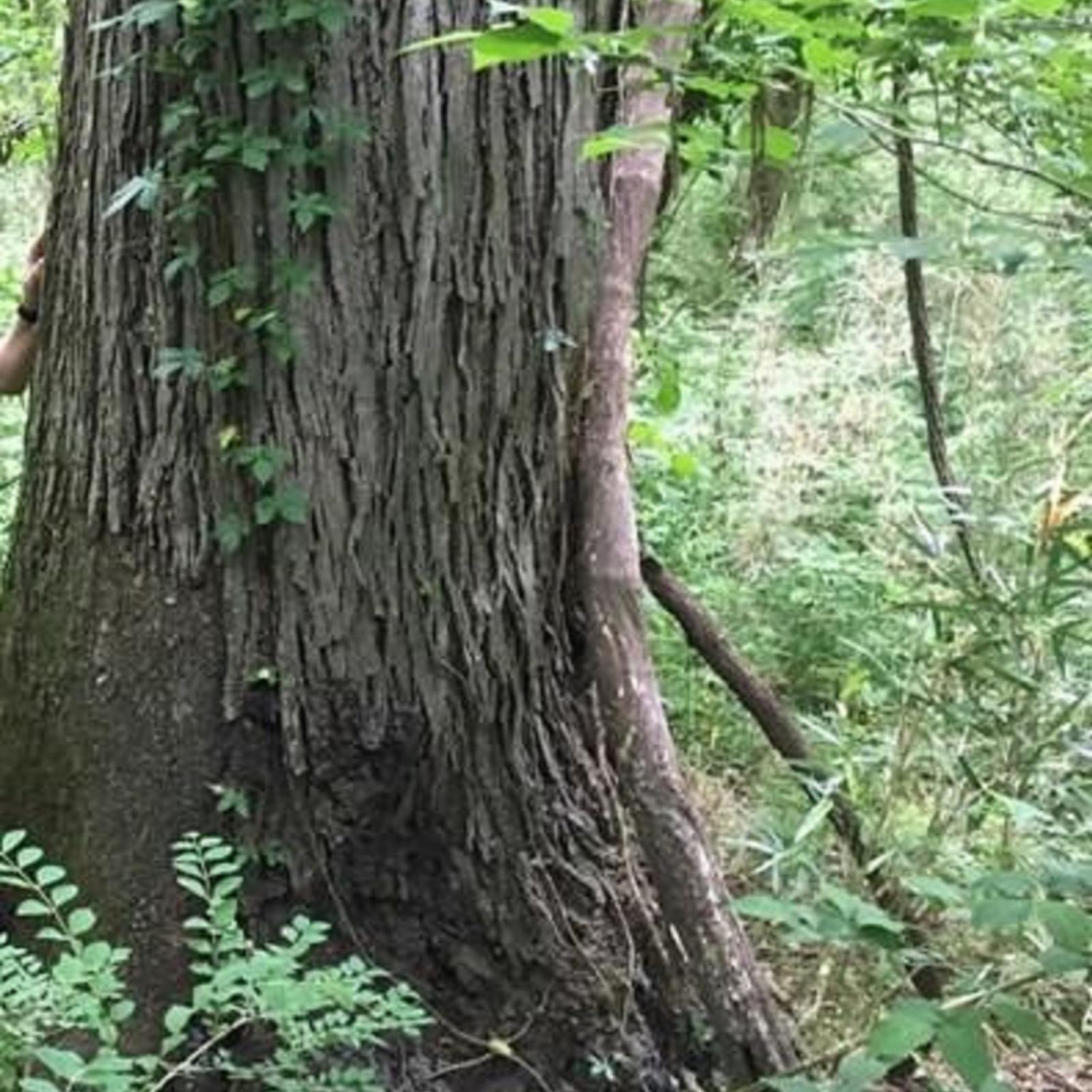 Trunk of tree with bark peeling off, almost shaggy. 