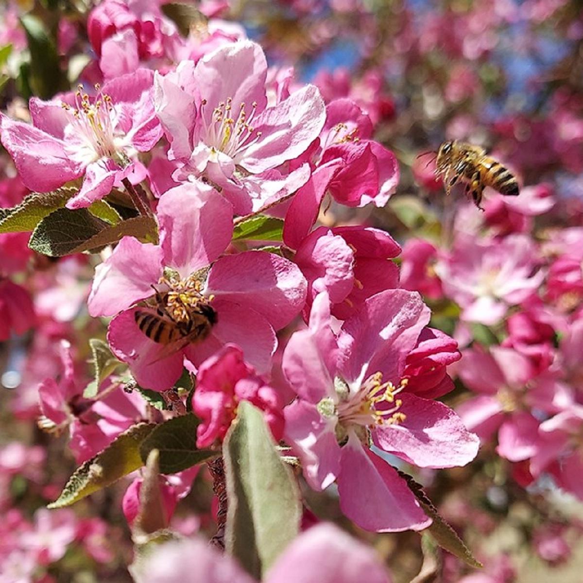 Pink and purple flowers on a tree