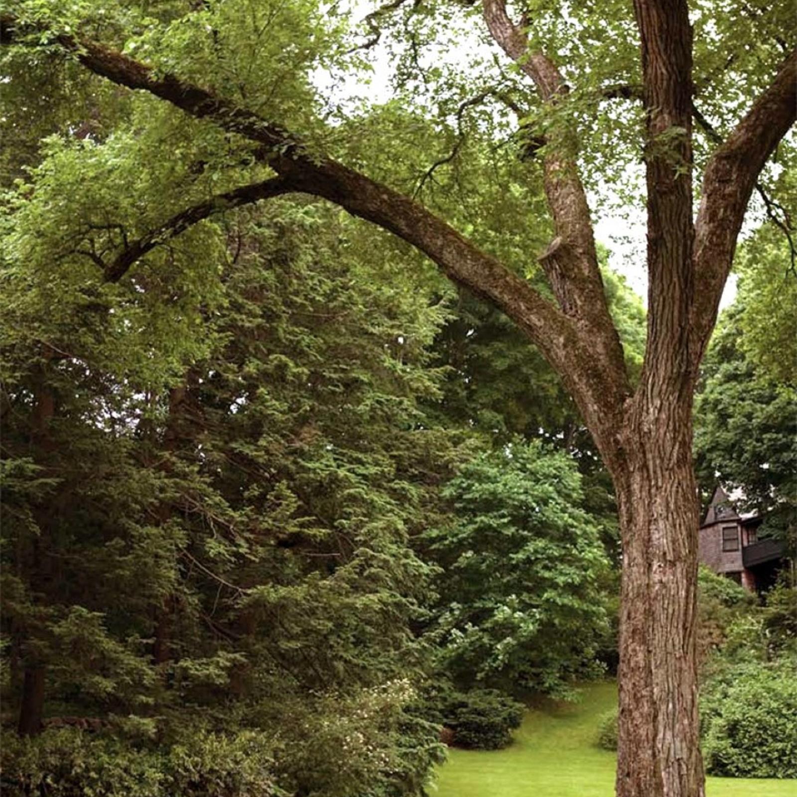 Large tree on open grassy area with person sitting under