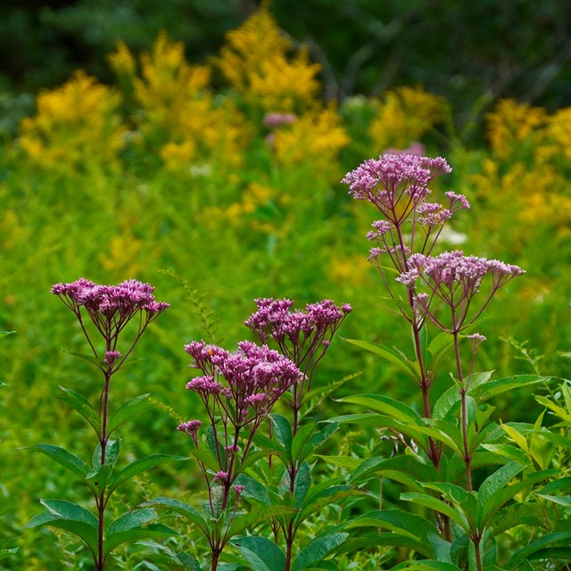 Nice purple flowers 