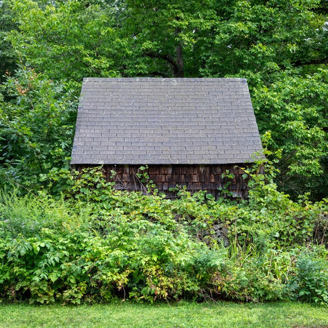 A brown wood shingle shed surrounded by blooming green ferns.