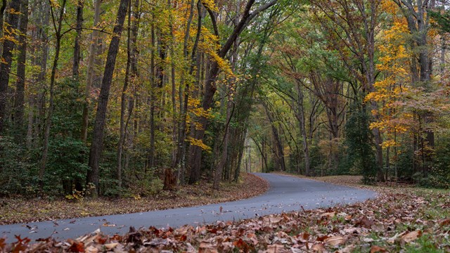 A tree-lined road in fall curving around a bend.
