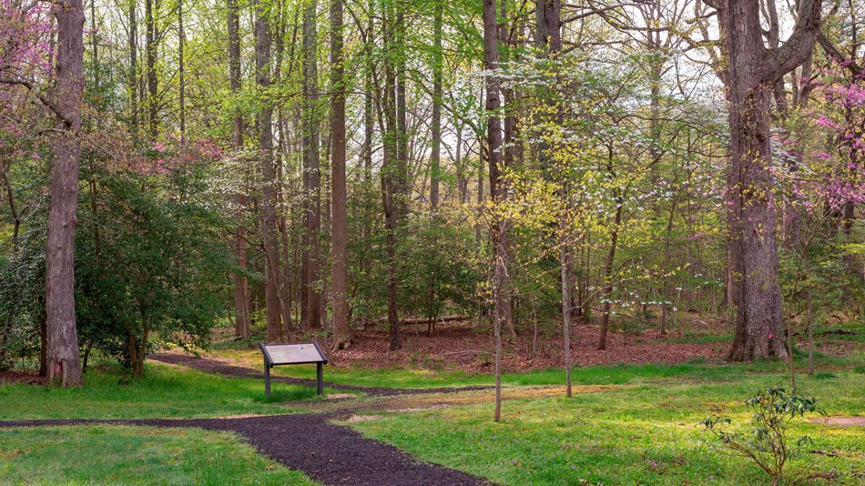 A paved trail leading to the woods in spring.
