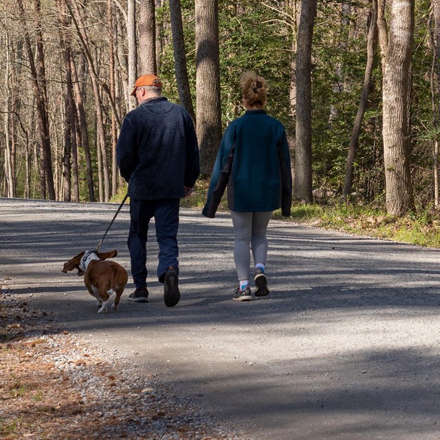 A couple walking a dog along a tree-lined road.