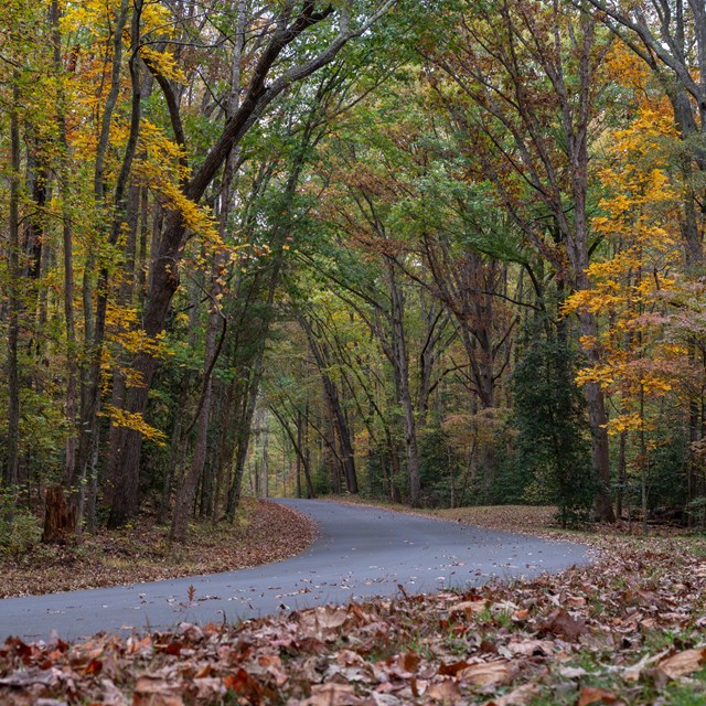 A tree-lined road in fall curving around a bend.