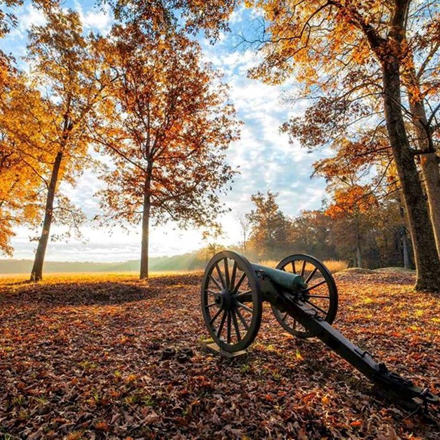 Cannon among fall leaves at Saunders Field on the Wilderness Battlefield 