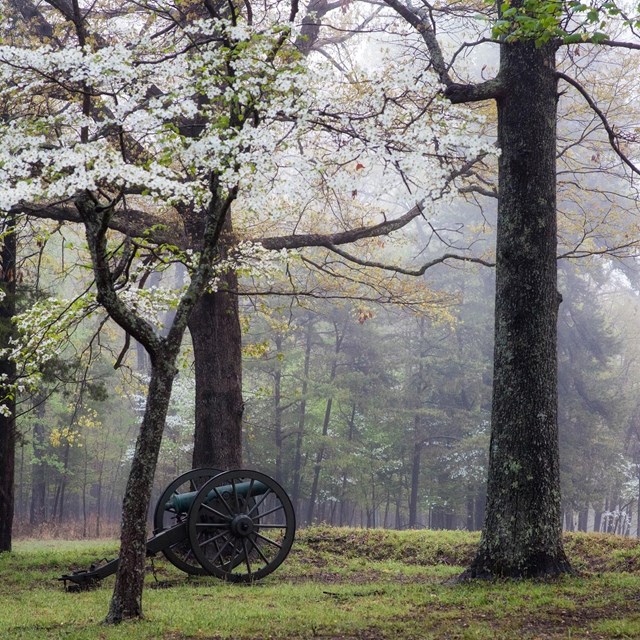 A cannon in a foggy field surrounded by blooming dogwoods trees.