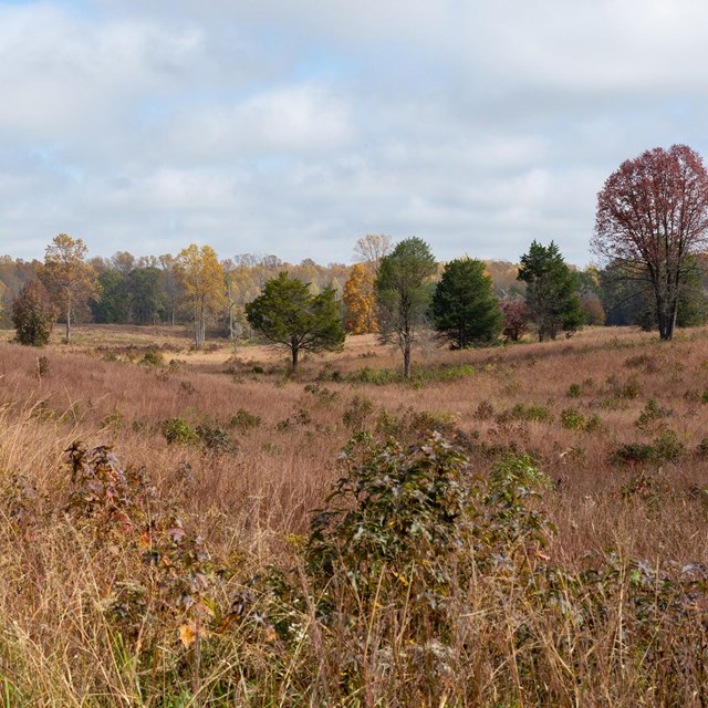 An open, concave field in fall surrounded by woods in the distance.
